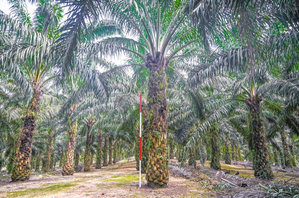 oil palm plantation
