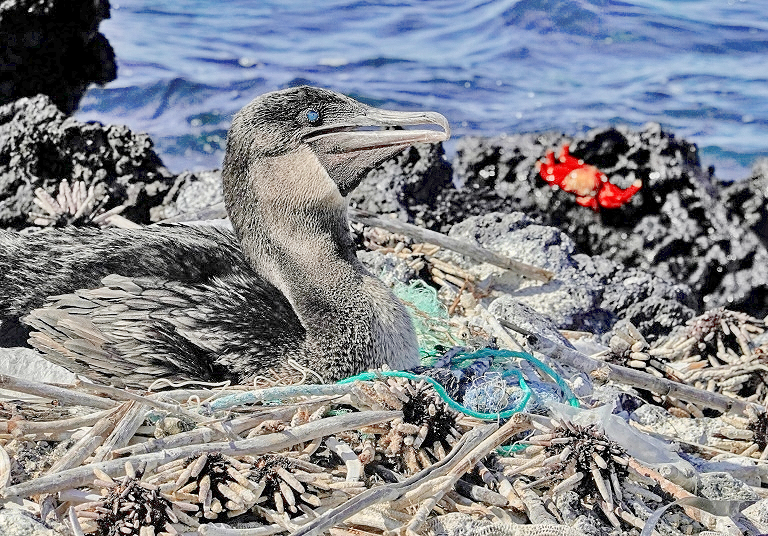 Galapagos2