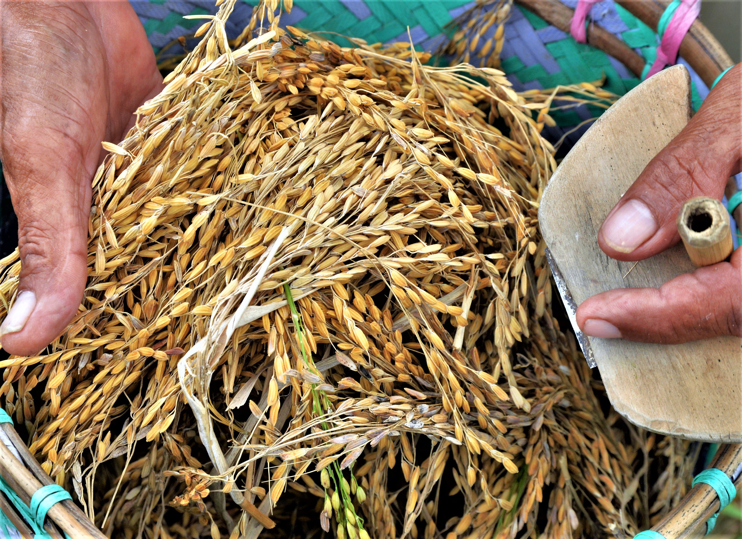 KCH-pharvesting paddy-2004-rs 06