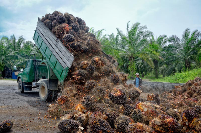 Oil palm plantation worker unloads a truck