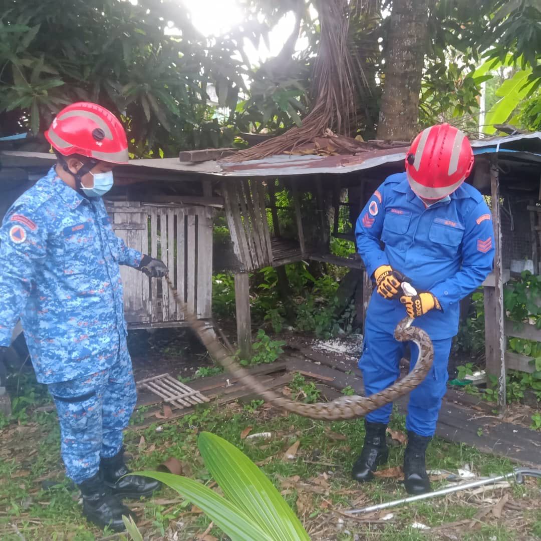 Two-metre Python Caught In Miri | Sarawak Tribune