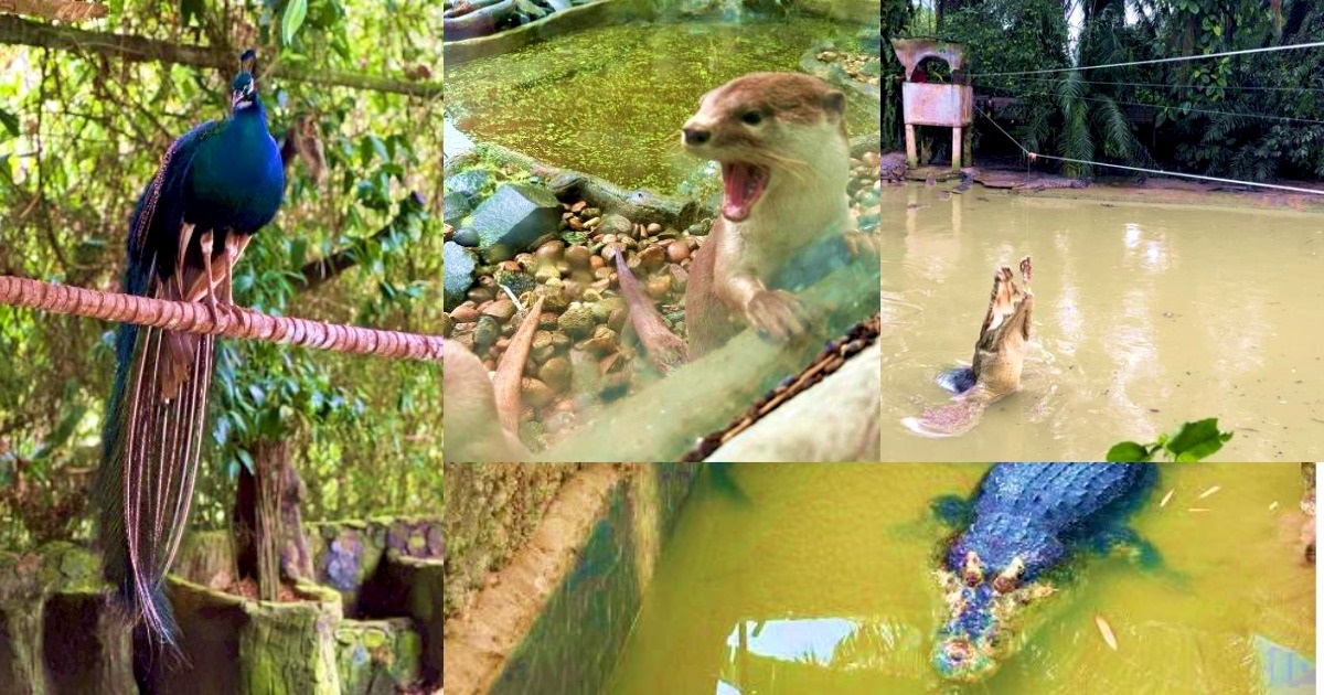 Jong's Crocodile Farm_