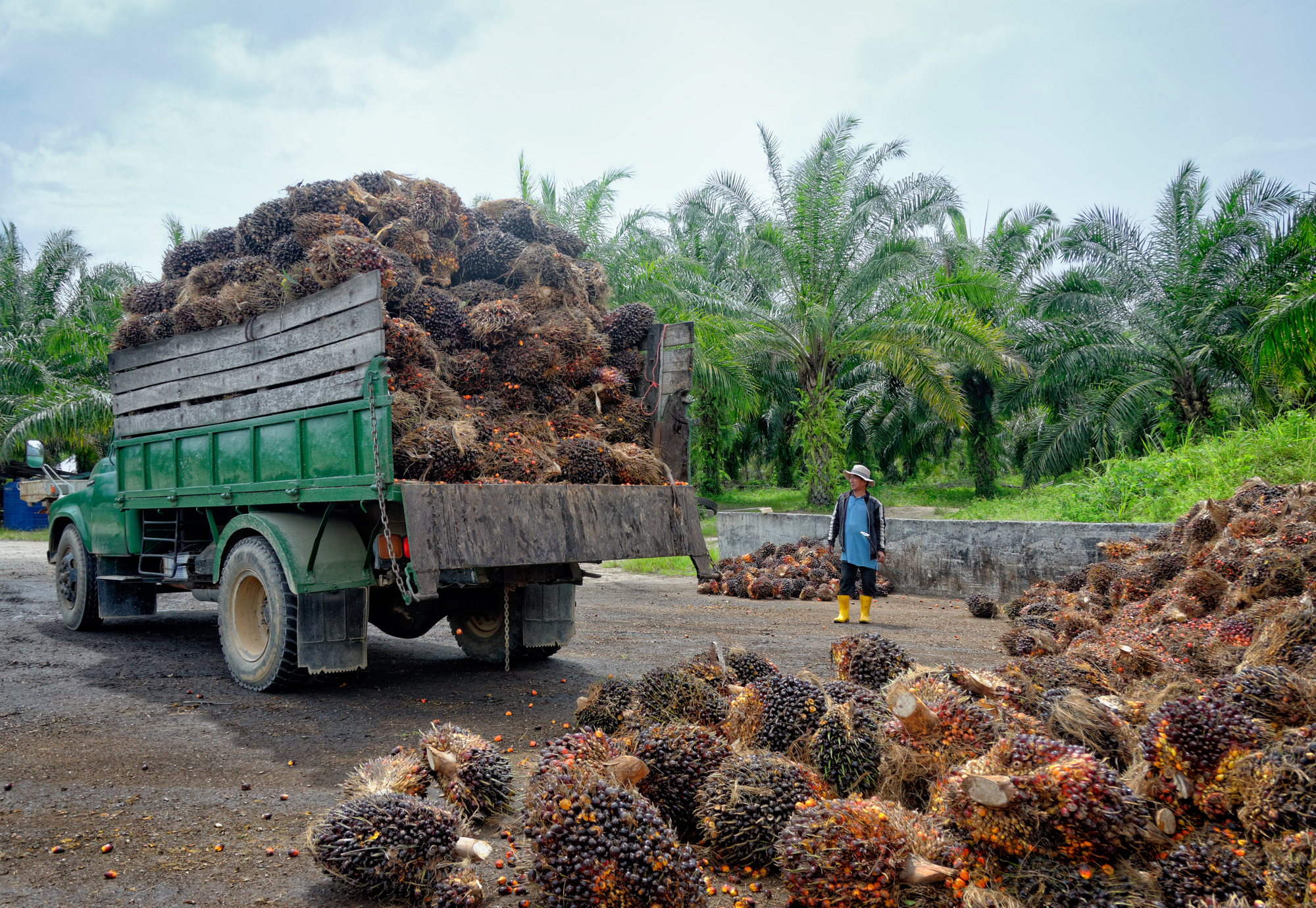 Oil palm plantation worker unloads a truck