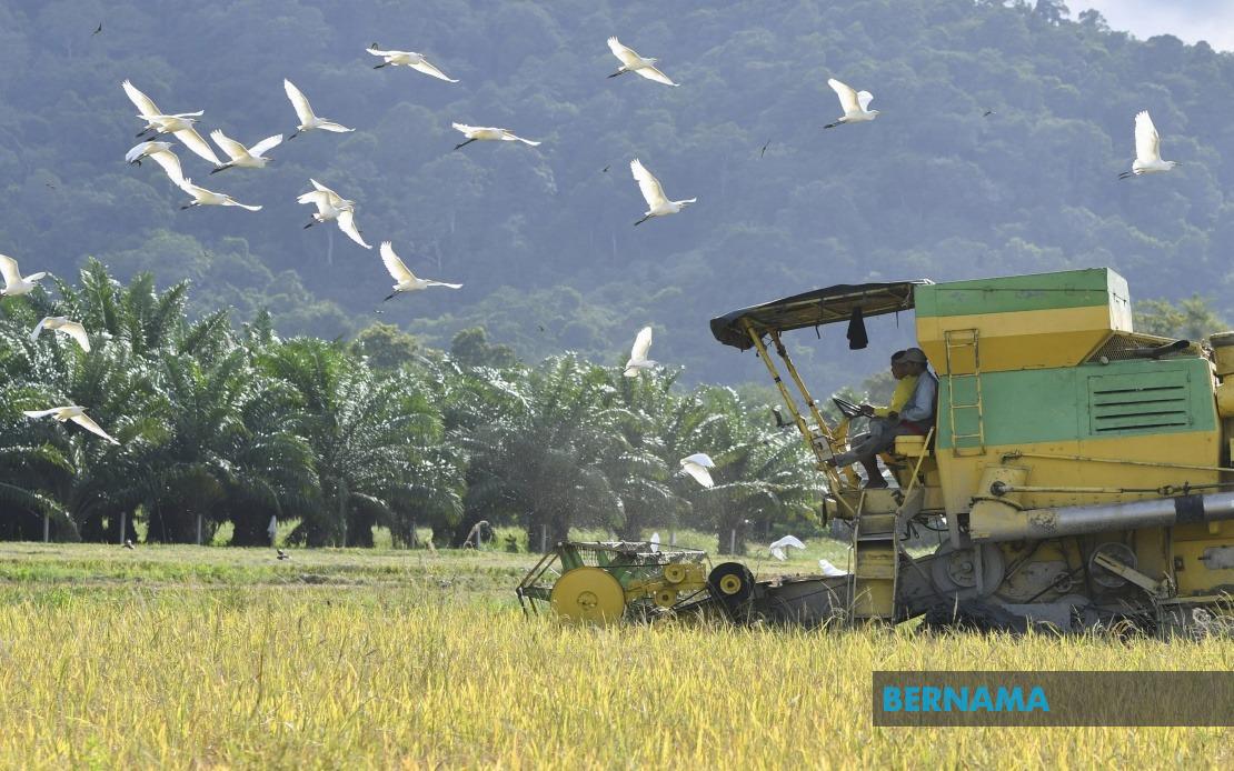 local paddy field, food supply