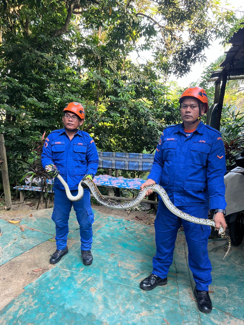 Two-metre Python Caught In Chicken Pen | Sarawak Tribune