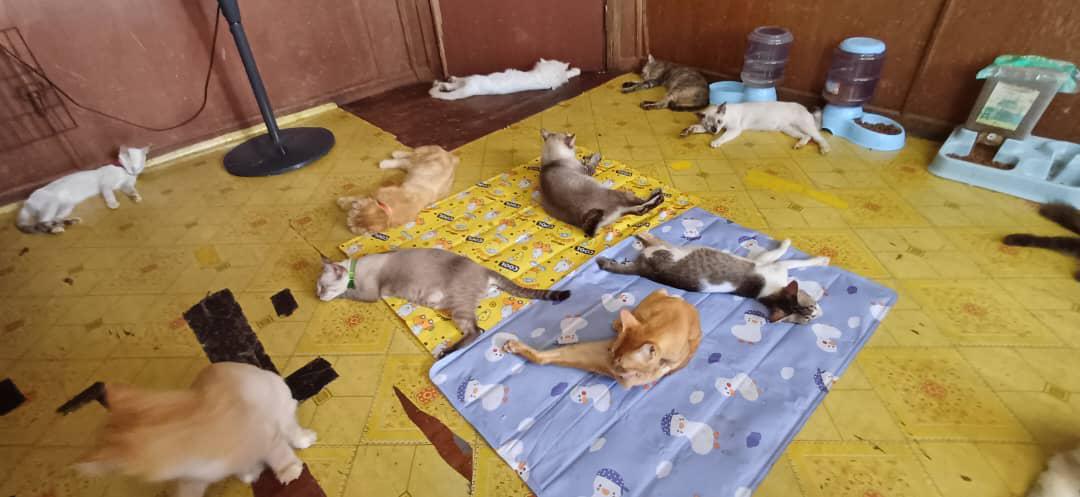 KCH-CATS-(2)