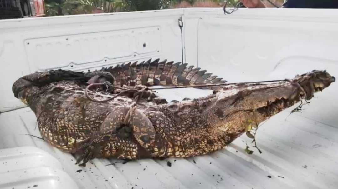 myy-crocodile suai-0210-mr p1