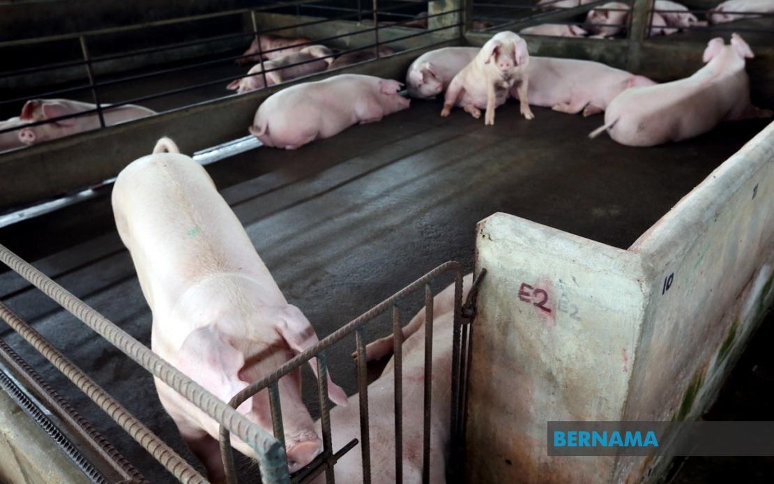 Pig_Farmers