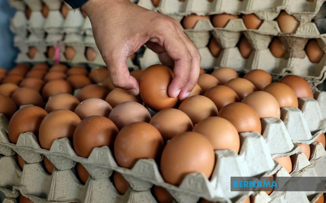 chicken eggs subsidy