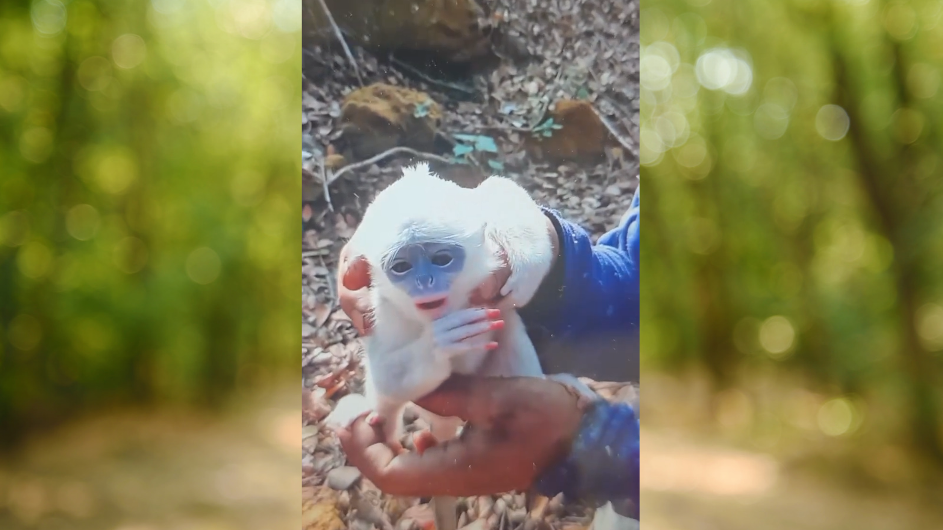 Endangered baby surili reunited with mother after rescue from fire-hit Mount Ciremai