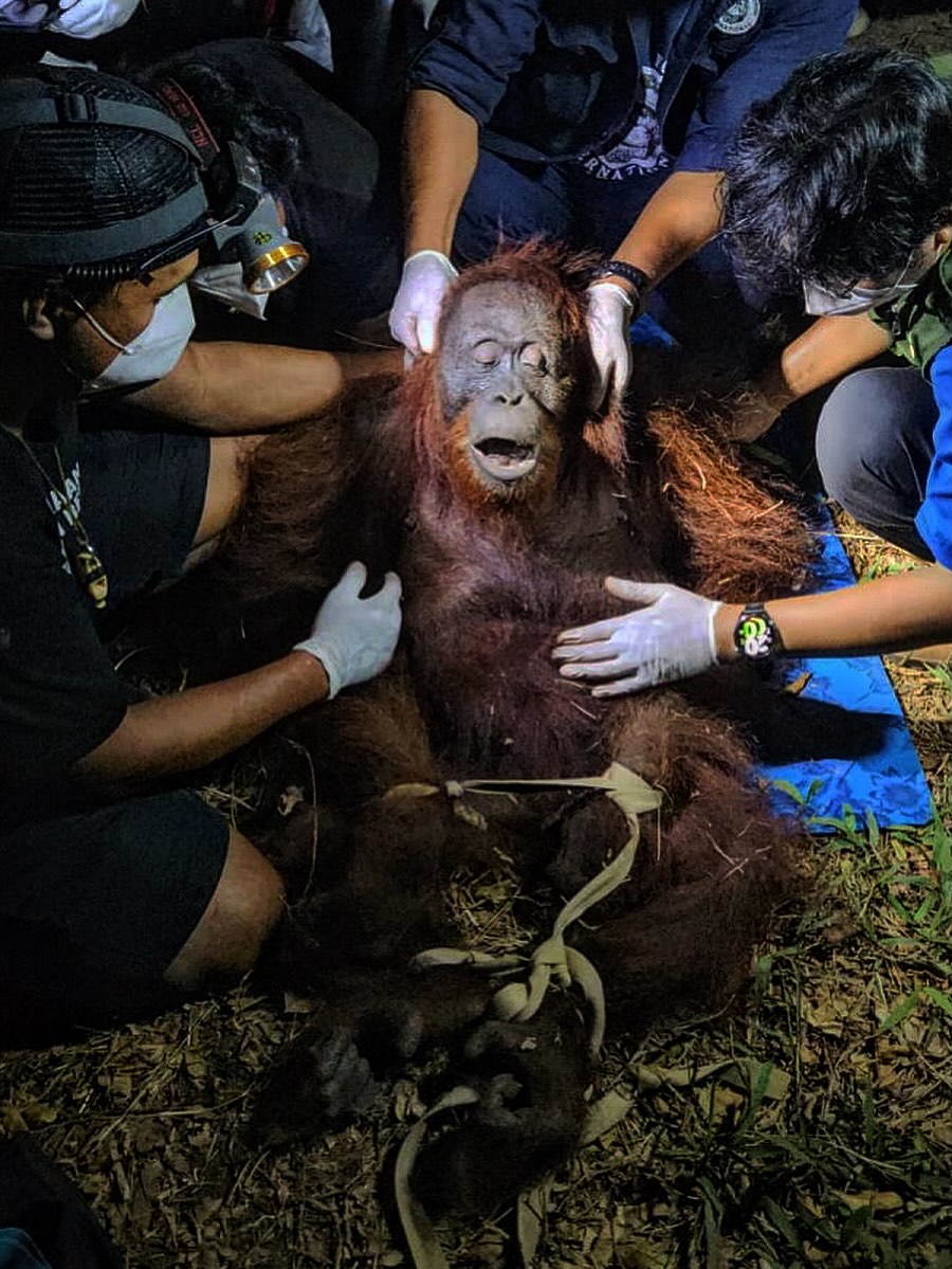 Ira the orangutan rescued after Kalimantan wildfires leave her searching for food