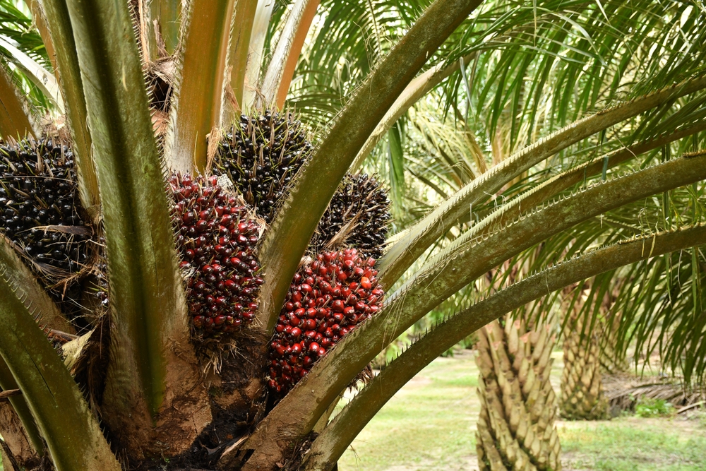 Sarawak records biggest CPO stock increase in Sept